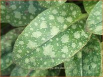 Pulmonaria saccharata 'Pink Dawn'