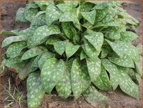 Pulmonaria saccharata 'Pink Dawn'