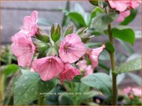 Pulmonaria saccharata 'Pink Dawn'