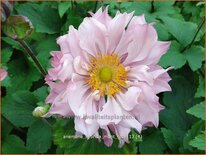 Anemone hybrida 'Mont Rose'