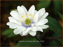 Anemone nemorosa 'Blue Eyes'