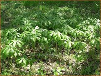 Podophyllum peltatum