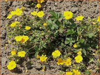 Potentilla crantzii 'Goldrausch'