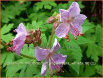 Geranium macrorrhizum 'Ingwersen's Variety'