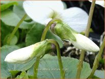 Viola sororia 'Albiflora'