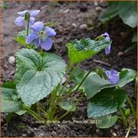 Viola sororia 'Dark Freckles'