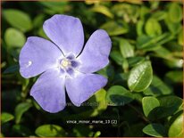 Vinca minor 'Marie'