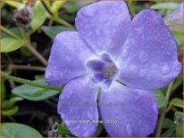 Vinca minor 'Marie'