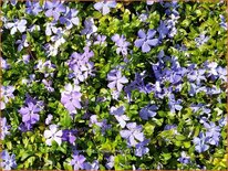 Vinca minor 'Marie'