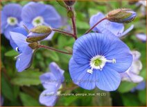 Veronica peduncularis 'Georgia Blue'
