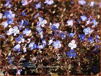 Veronica peduncularis 'Georgia Blue'