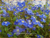 Veronica peduncularis 'Georgia Blue'