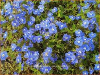 Veronica peduncularis 'Georgia Blue'