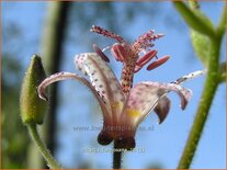 Tricyrtis formosana