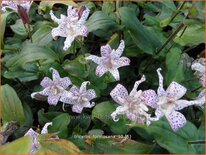 Tricyrtis formosana