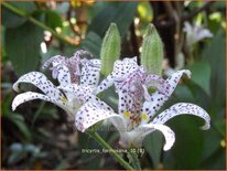 Tricyrtis formosana