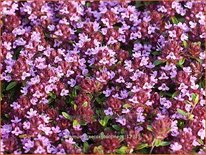 Thymus praecox 'Coccineus'