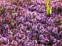Thymus praecox 'Coccineus'