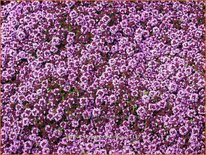 Thymus praecox 'Coccineus'