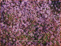 Thymus praecox 'Coccineus'