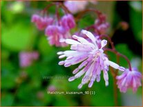 Thalictrum kiusianum