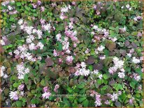 Thalictrum kiusianum