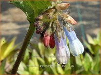 Symphytum grandiflorum 'Wisley Blue'