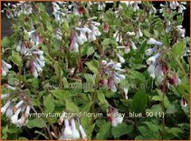 Symphytum grandiflorum 'Wisley Blue'