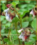 Symphytum grandiflorum 'Wisley Blue'