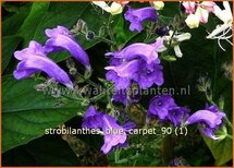 Strobilanthes 'Blue Carpet'