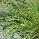 Sporobolus heterolepis 'Wisconsin Strain'
