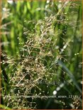Sporobolus heterolepis 'Wisconsin Strain'
