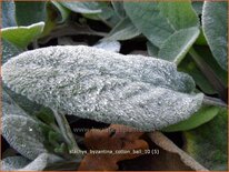 Stachys byzantina 'Cotton Ball'