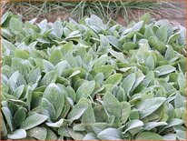 Stachys byzantina 'Cotton Ball'