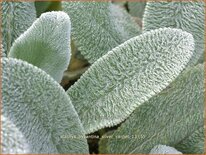 Stachys byzantina 'Silver Carpet'
