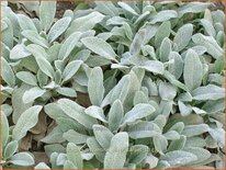 Stachys byzantina 'Silver Carpet'