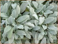 Stachys byzantina 'Silver Carpet'