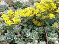 Sedum spathulifolium 'Cape Blanco'