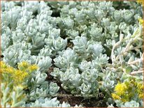 Sedum spathulifolium 'Cape Blanco'