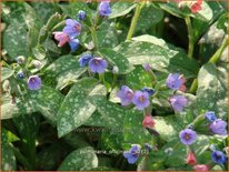 Pulmonaria officinalis
