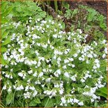 Pulmonaria officinalis 'Sissinghurst White'
