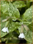 Pulmonaria officinalis 'Sissinghurst White'