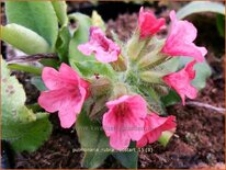 Pulmonaria rubra 'Redstart'