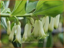 Polygonatum multiflorum