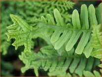Polypodium vulgare 'Bifido Multifidum'