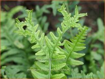 Polypodium vulgare 'Bifido Multifidum'
