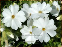 Phlox 'Maischnee'