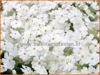 Phlox 'Maischnee'