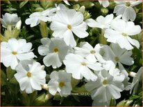 Phlox 'Maischnee'