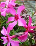 Phlox 'Moerheimii'